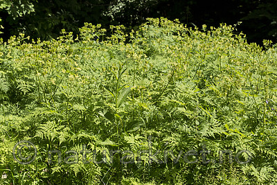 KA_130625_6915 / Myrrhis odorata / Spansk kjørvel