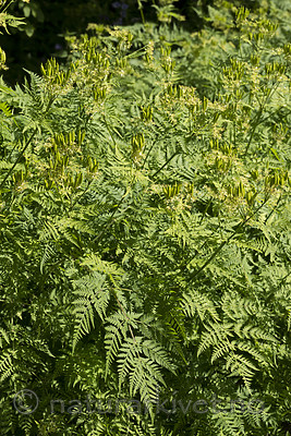 KA_130625_6916 / Myrrhis odorata / Spansk kjørvel