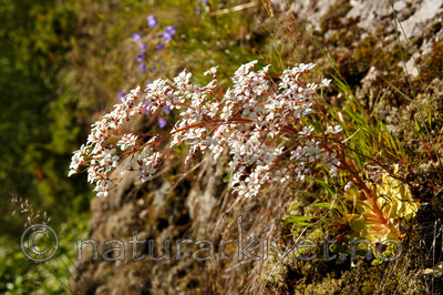 KA_130722_2072 / Saxifraga cotyledon / Bergfrue