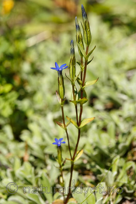 KA_130723_2194 / Gentiana nivalis / Snøsøte