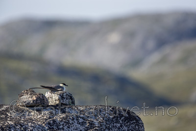 KA_130806_1640 / Stercorarius longicaudus / Fjelljo