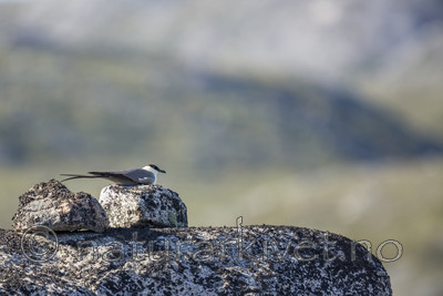 KA_130806_1641 / Stercorarius longicaudus / Fjelljo