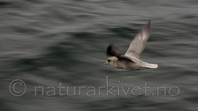 KA_130814_2711 / Fulmarus glacialis / Havhest