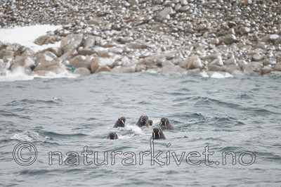 KA_130814_2724 / Odobenus rosmarus / Hvalross