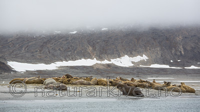 KA_130815_2862 / Odobenus rosmarus / Hvalross