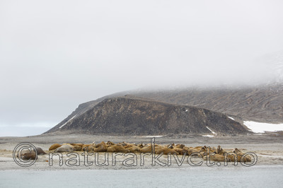 KA_130815_2881 / Odobenus rosmarus / Hvalross