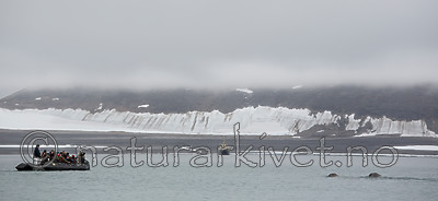 KA_130815_2884 / Odobenus rosmarus / Hvalross