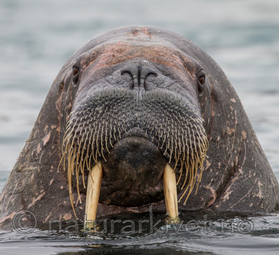 KA_130815_2892 / Odobenus rosmarus / Hvalross