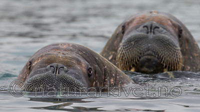 KA_130815_2895 / Odobenus rosmarus / Hvalross