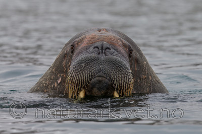 KA_130815_2897 / Odobenus rosmarus / Hvalross