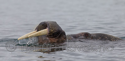 KA_130815_2898 / Odobenus rosmarus / Hvalross