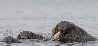 KA_130815_2899 / Odobenus rosmarus / Hvalross