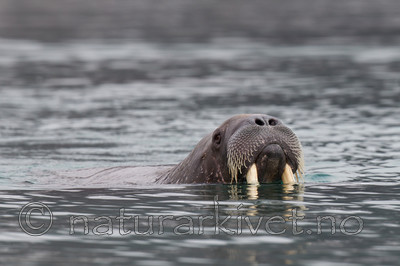 KA_130815_2905 / Odobenus rosmarus / Hvalross