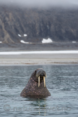 KA_130815_2911 / Odobenus rosmarus / Hvalross