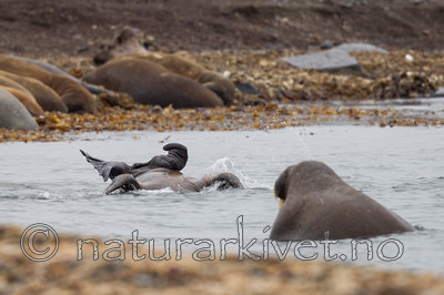 KA_130815_2966 / Odobenus rosmarus / Hvalross