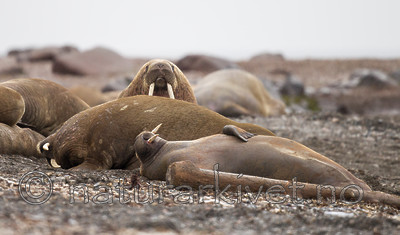 KA_130815_2971 / Odobenus rosmarus / Hvalross