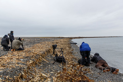 KA_130815_2979 / Odobenus rosmarus / Hvalross