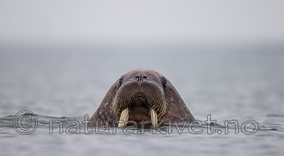 KA_130815_2985 / Odobenus rosmarus / Hvalross