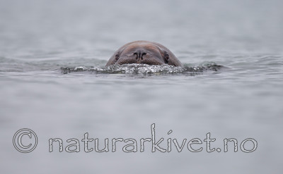KA_130815_2989 / Odobenus rosmarus / Hvalross