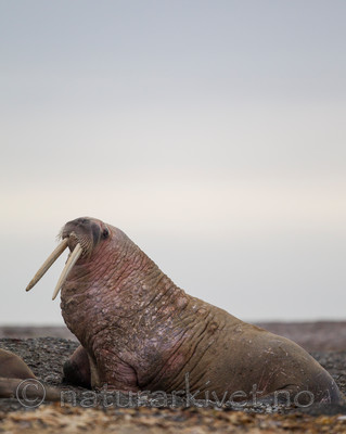 KA_130815_3009 / Odobenus rosmarus / Hvalross