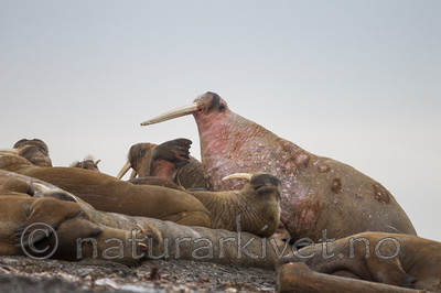 KA_130815_3011 / Odobenus rosmarus / Hvalross