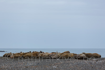 KA_130815_3016 / Odobenus rosmarus / Hvalross