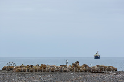 KA_130815_3020 / Odobenus rosmarus / Hvalross