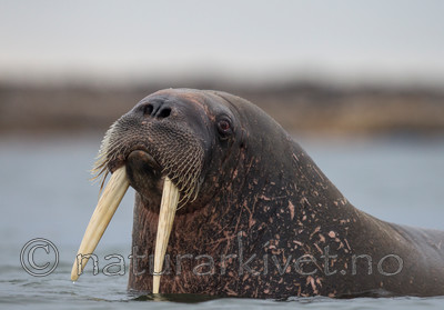 KA_130815_3031 / Odobenus rosmarus / Hvalross