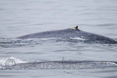 KA_130816_3051 / Balaenoptera musculus / Blåhval