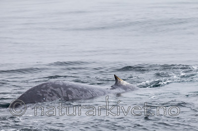 KA_130816_3064 / Balaenoptera musculus / Blåhval