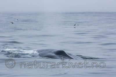 KA_130816_3065 / Balaenoptera musculus / Blåhval