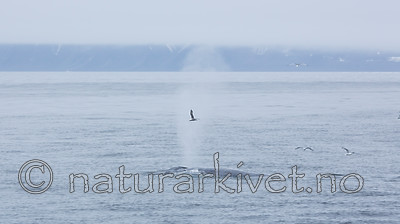 KA_130816_3068 / Balaenoptera musculus / Blåhval