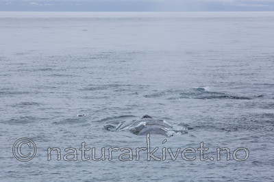 KA_130816_3075 / Balaenoptera musculus / Blåhval