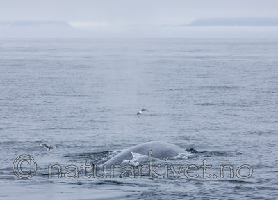 KA_130816_3087 / Balaenoptera musculus / Blåhval