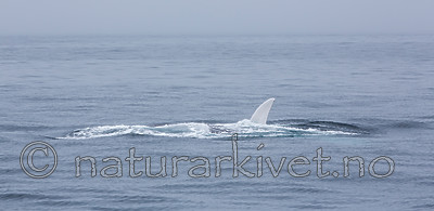 KA_130816_3091 / Balaenoptera musculus / Blåhval