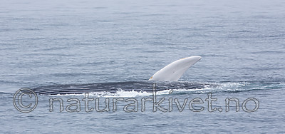 KA_130816_3097 / Balaenoptera musculus / Blåhval