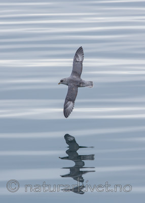 KA_130816_3137 / Fulmarus glacialis / Havhest