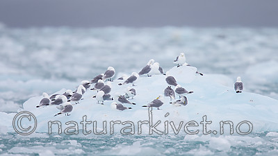 KA_130816_3275 / Rissa tridactyla / Krykkje