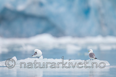 KA_130816_3288 / Rissa tridactyla / Krykkje