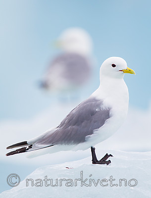 KA_130816_3294 / Rissa tridactyla / Krykkje