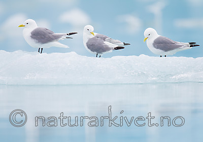 KA_130816_3303 / Rissa tridactyla / Krykkje