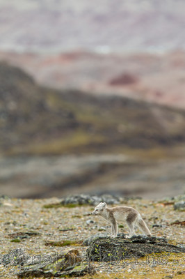 KA_130817_3533 / Vulpes lagopus / Fjellrev