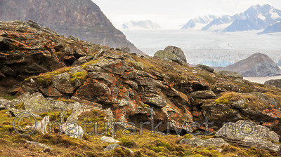 KA_130817_3582 / Vulpes lagopus / Fjellrev