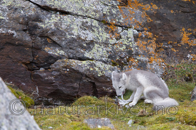 KA_130817_3614 / Vulpes lagopus / Fjellrev