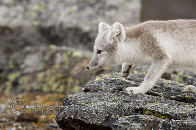 KA_130817_3624 / Vulpes lagopus / Fjellrev