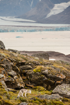 KA_130817_3625 / Vulpes lagopus / Fjellrev