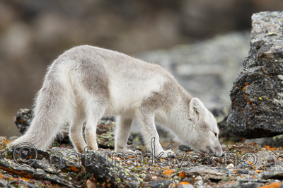 KA_130817_3626 / Vulpes lagopus / Fjellrev