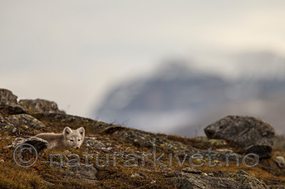 KA_130817_3646 / Vulpes lagopus / Fjellrev
