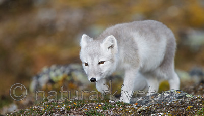 KA_130817_3653 / Vulpes lagopus / Fjellrev