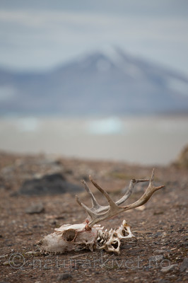 KA_130817_3682 / Rangifer tarandus / Rein